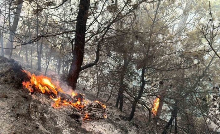 Muğla Gökova Körfezi’nde orman yangını