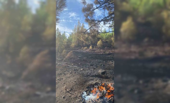 Muğla Köyceğiz yangını kontrol altına alındı