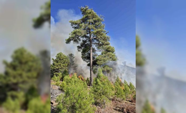 Muğla’nın Köyceğiz ilçesinde orman yangını