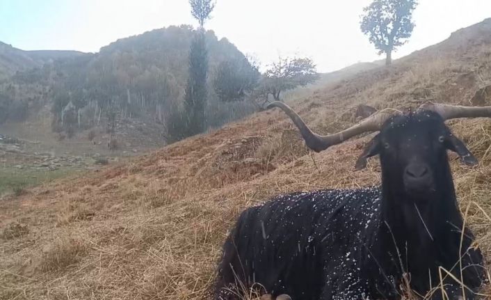 Muş’ta küçükbaş hayvanlar kar ve tipiye yakalandı