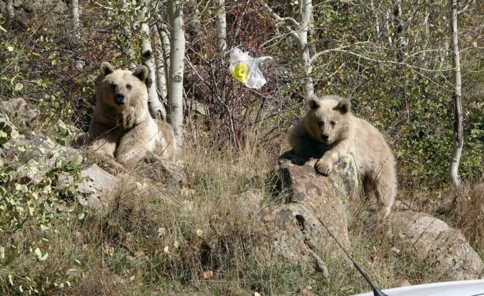 Nemrut Kalderası ayı saldırıları nedeniyle ziyarete kapatıldı