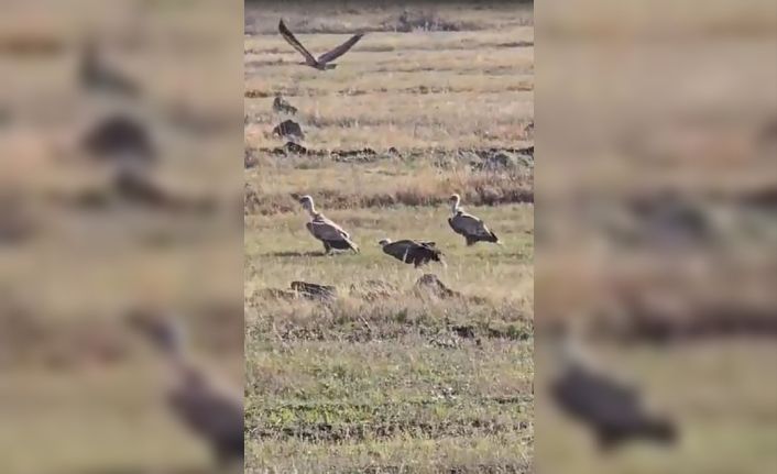 Nesli tükenen kara akbaba sürüsü görüntülendi