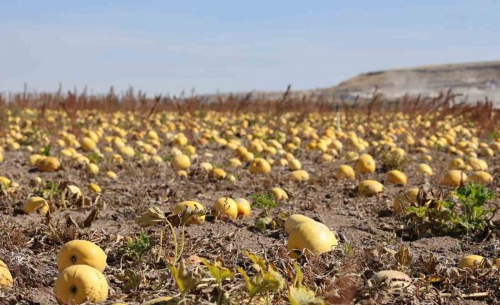 Nevşehir’de çerezlik kabak çekirdeği hasadı yapıldı