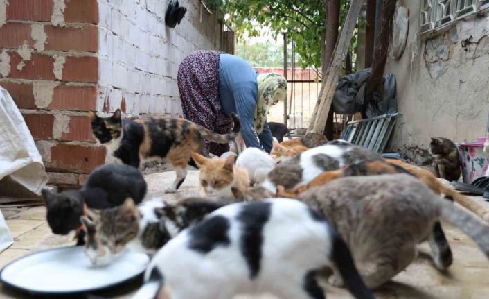 Ömrünü kedilere adadı: 11 yıldır 70 kediye bakıyor