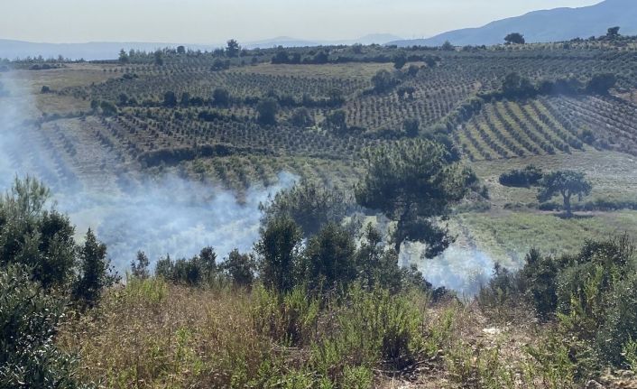 Osmaniye’de otluk alanda başlayan yangın zeytin ağaçlarına sıçradı