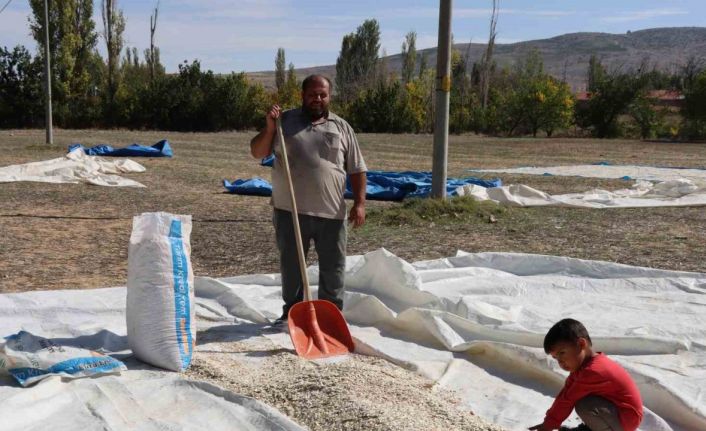 (ÖZEL) Tüccarın fırsatçılığı çiftçiyi mağdur ediyor