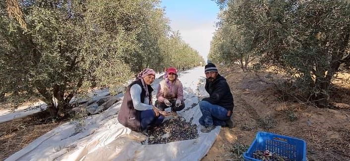 Sarıgöl’de zeytin hasadına başlandı