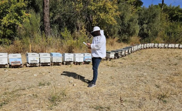 Seydikemer’de arılı kovan tespit çalışmaları devam ediyor