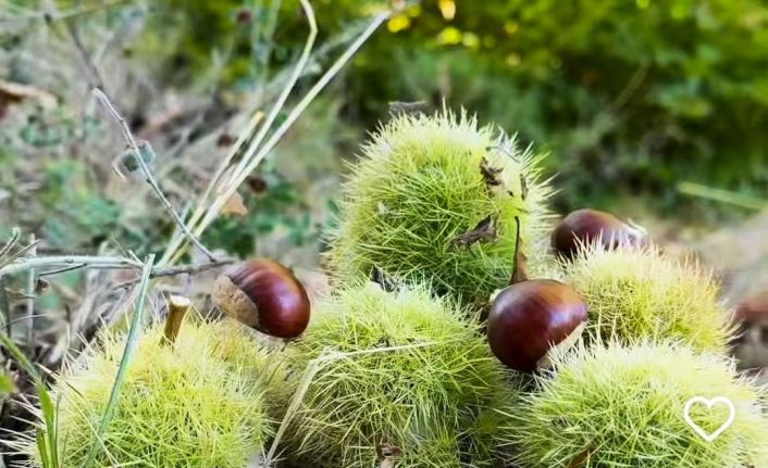 Simav’ın Kara Elması kestane hasadı başladı