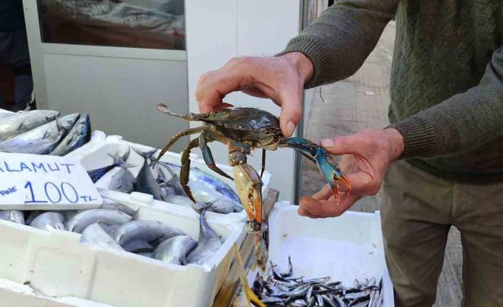 Sinop’ta nadir görülen mavi yengeç ağa takıldı