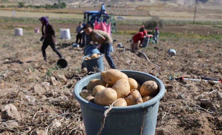 Sofraların vazgeçilmezi patates tarlada 2, pazarda 10 lira