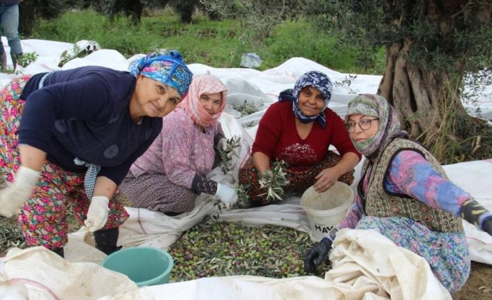 Sofralık zeytin üretiminin yüzde 10’unu Aydın karşılıyor