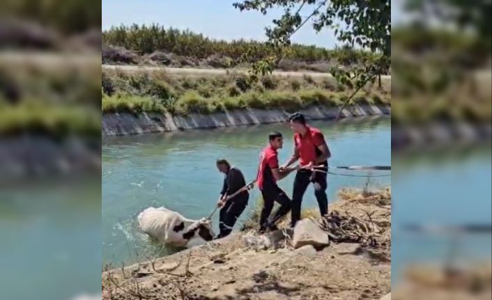 Sulama kanalına düşen ineği itfaiye kurtardı