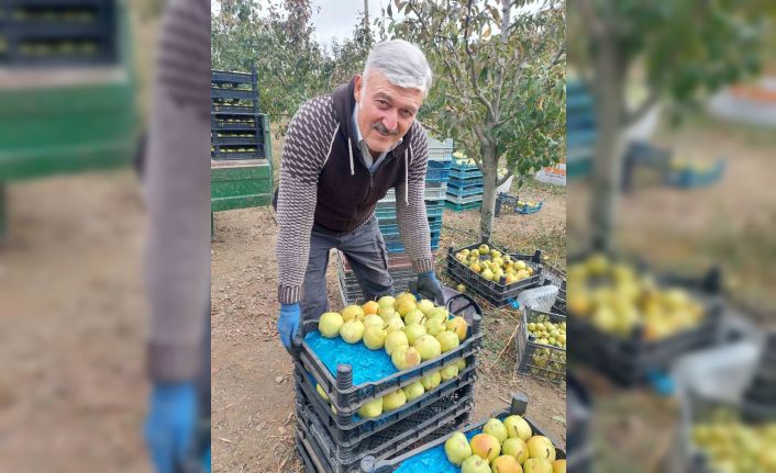 Sungurlu’da deveci armudu hasadı başladı