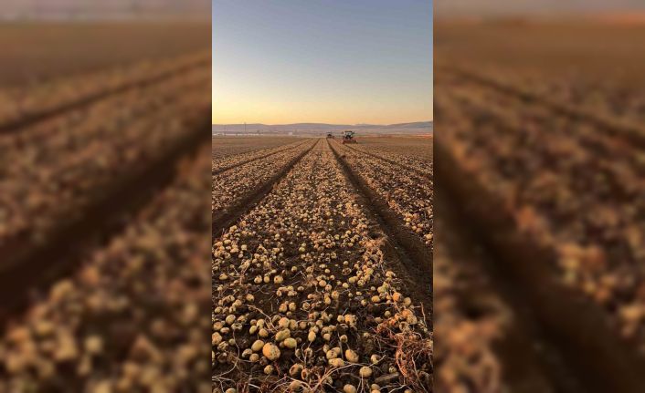 Tomarza’da patates hasadı tüm hızıyla devam ediyor