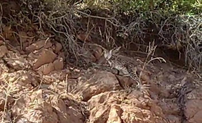 Tunceli’de nesli tükenme tehlikesi altında bulunan vaşak görüntülendi