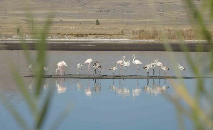 Ulaş Gölü’nde flamingo sürprizi, kuraklıkla boğuşan göl renklendi