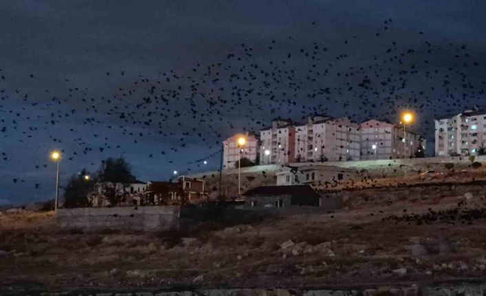 Van’da binlerce karga gökyüzünü kapladı