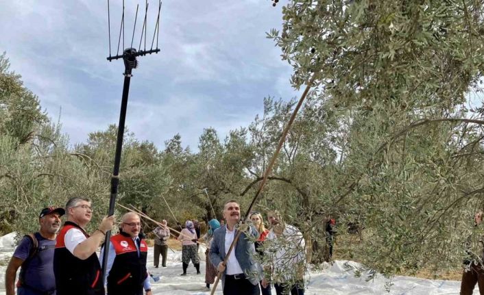 Vatandaş ile birlikte zeytin hasadı yaptılar