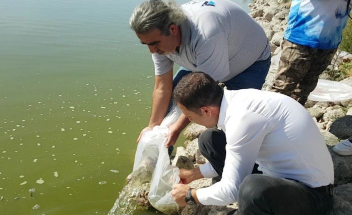 Yağmursuyu Göleti’ne 10 bin yavru sazan salındı