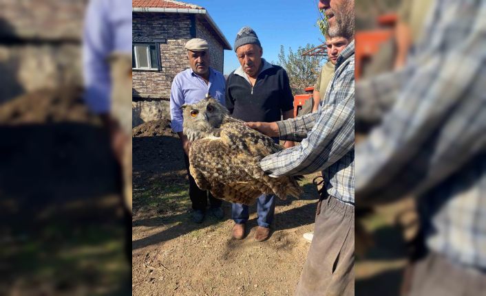 Yaralı puhu kuşu koruma altına alındı