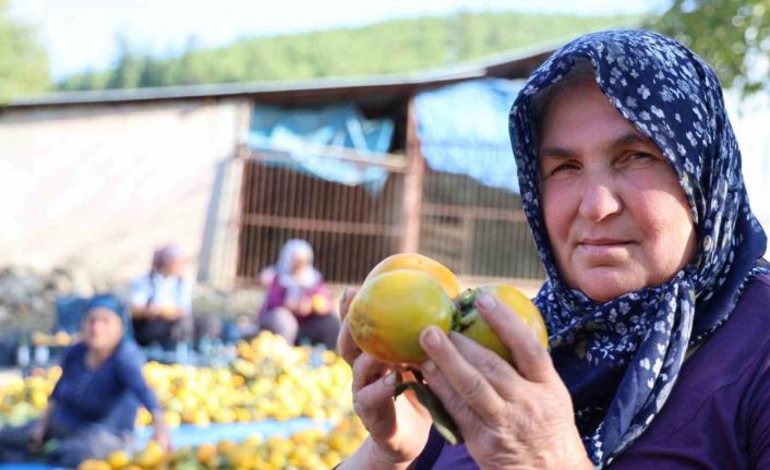 Yaş hurma 20, kurusu 200 lira