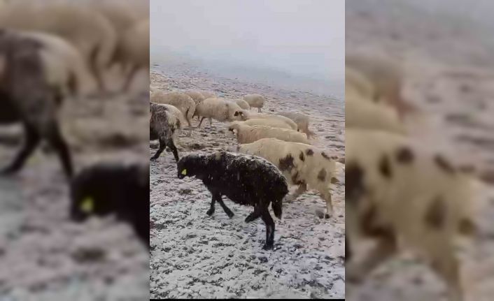 Yaylada otlayan koyunlar kar altında kaldı