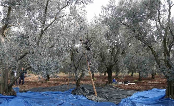 Zeytin bol piyasalar beklemede...