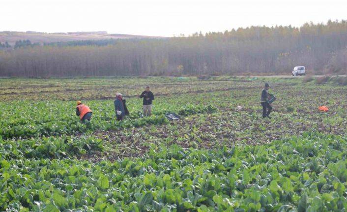 8 bin yıllık Hevsel Bahçeleri’nde sezonun son hasadı