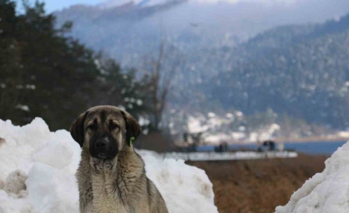 Abant Gölü’nde masalsı kış güzelliği