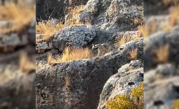 Adıyaman’da çizgili sırtlan görüldü