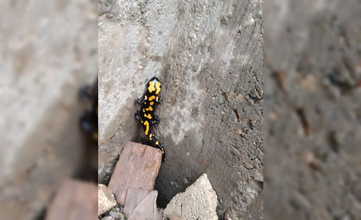 Adıyaman’da sarı benekli semender görüldü