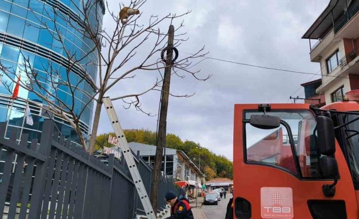 Ağaçta mahsur kalan kediyi ekipler kurtardı