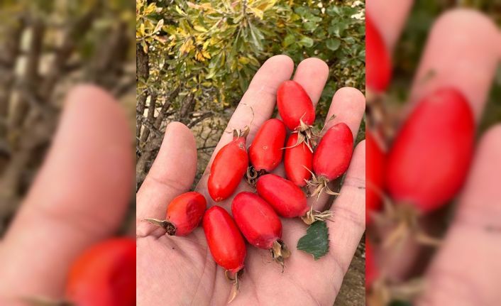 Ağrı’da doğal lezzetin peşinden dağlara çıkılıyor