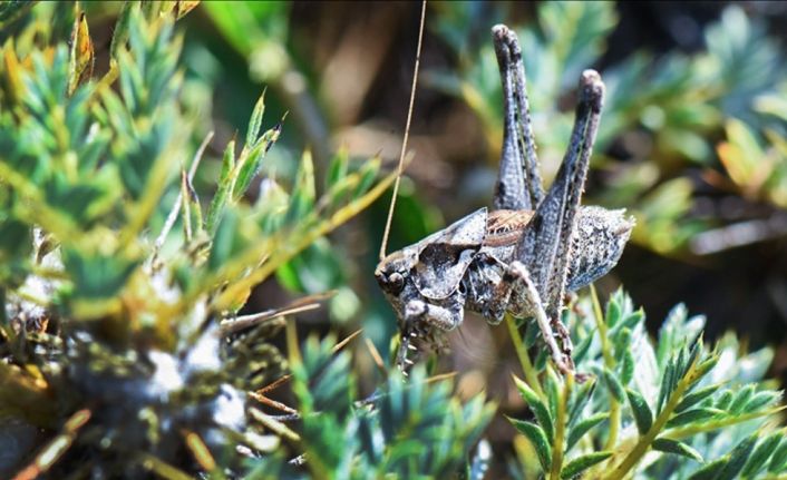 Anadolua cinsi çekirgenin iki yeni türü keşfedildi