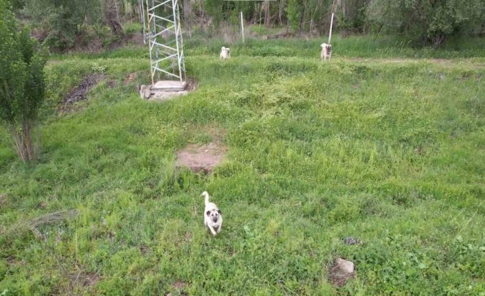 Ankara’da köpeklerin dron kovalamaca şovu gülümsetti