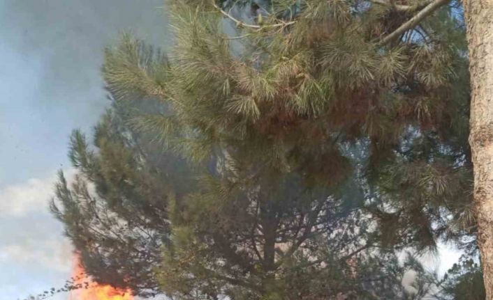 Antakya’da ormanlık alandaki yangın büyümeden söndürüldü