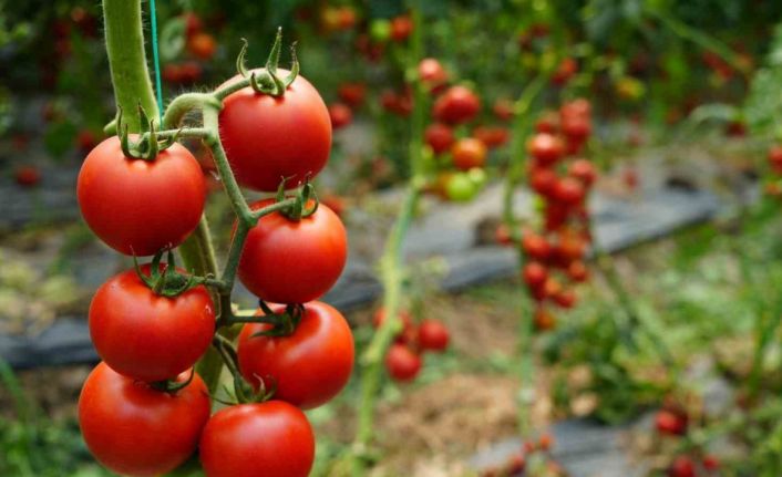 Antalya’da Ekim ayında domates miktarı geçen aya göre arttı