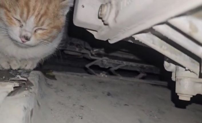 Aracın motor bölmesine giren kedi kurtarıldı