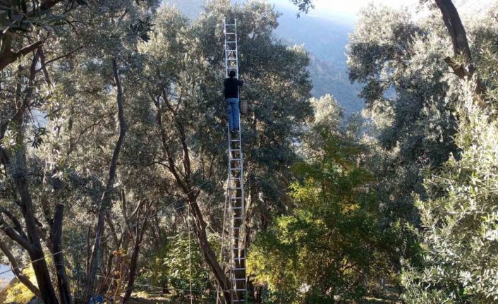 Artvin’de lezzet ödüllü Butko Zeytini’nin hasadı sürüyor