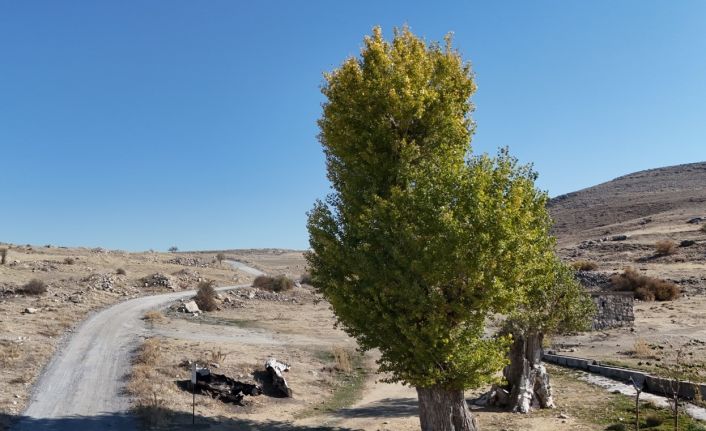 Asırlık Andon Kavakları yıllara meydan okuyor