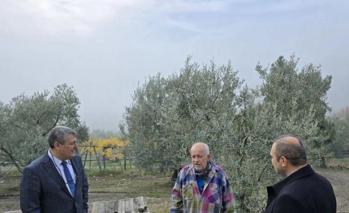 Asırlık zeytin ağaçları coğrafi işaretle tescillenecek