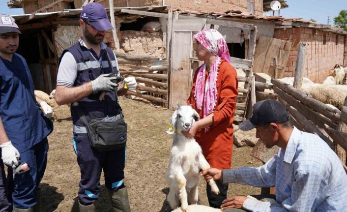 Aşısı olmayan riskli hayvana sahip çiftçilere uyarı: "Destek alamayacaklar"