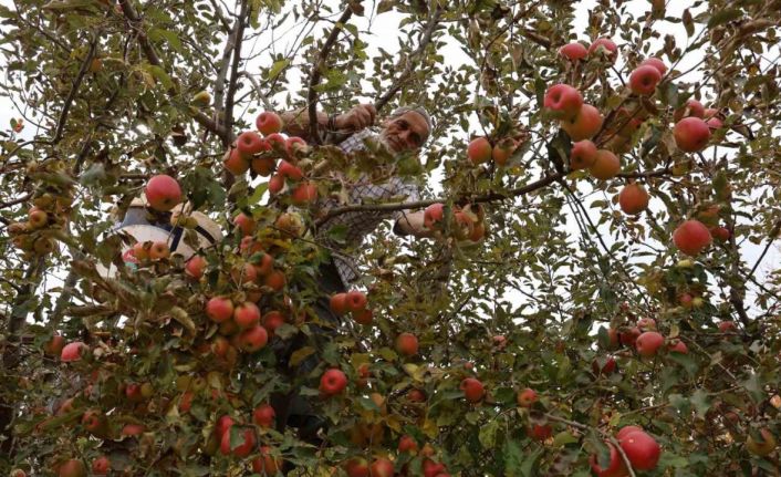 Aydın ve İzmir Yayları’nda  elma hasadı tamamlandı