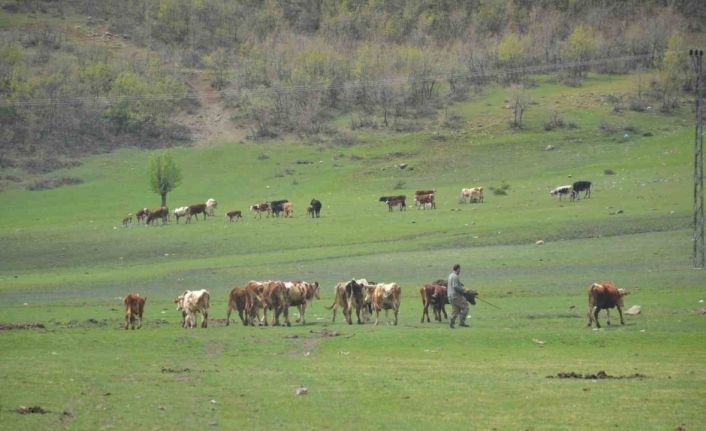 Aydın’da üreticilere hibe yem bitkisi tohumu dağıtılacak