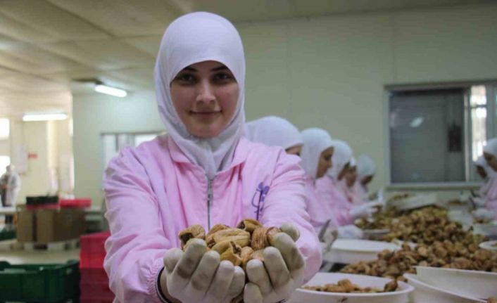 Aydın’ın kuru inciri 100’den fazla ülkede ağızları tatlandırıyor