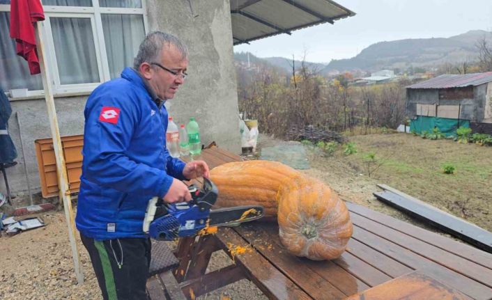 Bahçesinde yetişen 40 kiloluk dev kabağı motorlu testereyle kesebildi