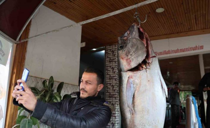 Balıkçı ağına insan boyunda orkinos takıldı