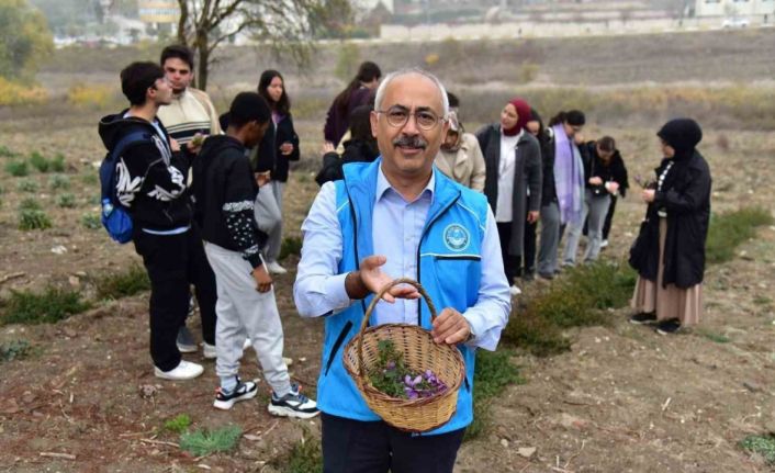 Balıkesir’de botanik bahçesinde ilk safran hasadı yapıldı