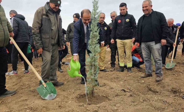 Bandırma’da yanan alanda 750 çam fidanı toprakla buluştu